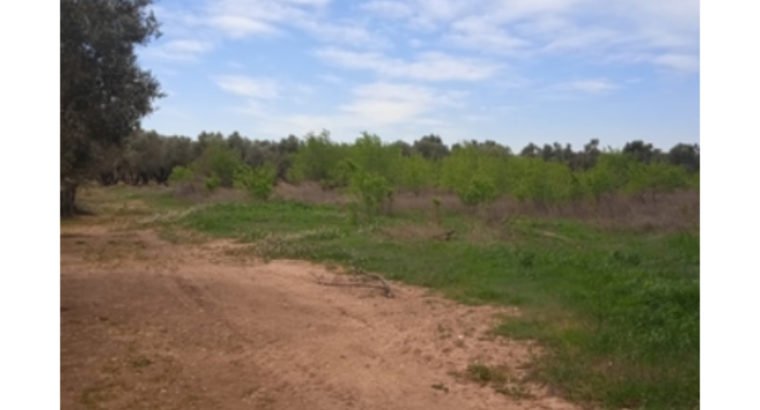 SE VENDE TERRENO EN BELCHITE