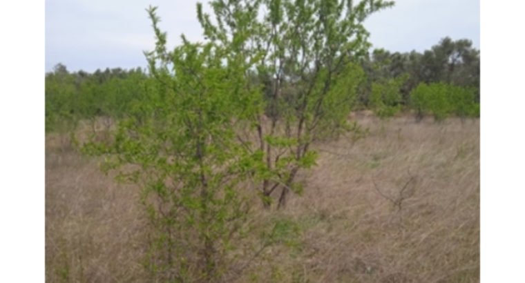 SE VENDE TERRENO EN BELCHITE