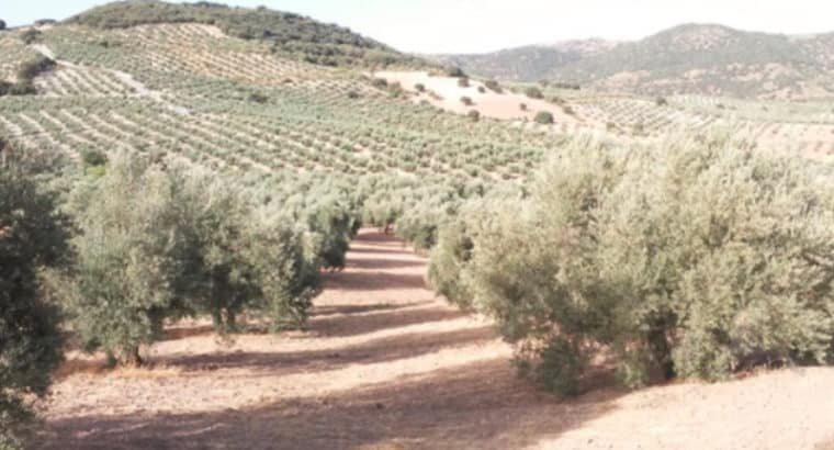 SE VENDE FINCA RÚSTICA DE OLIVAR