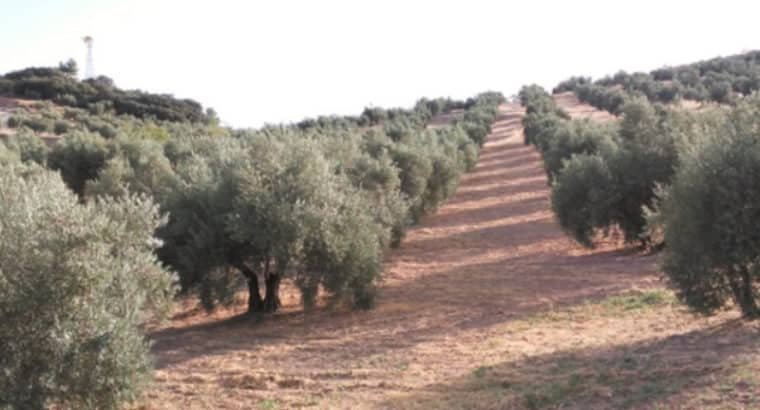 SE VENDE FINCA RÚSTICA DE OLIVAR