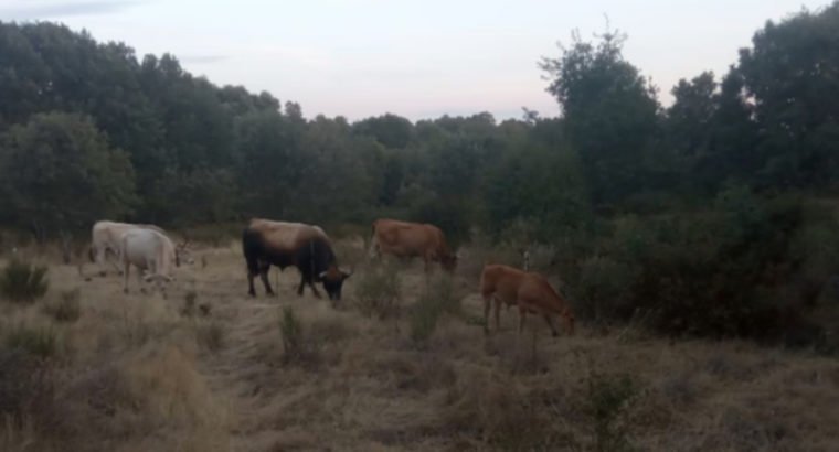 FINCA SECANO 42 H. REGADÍO 4,5 H.