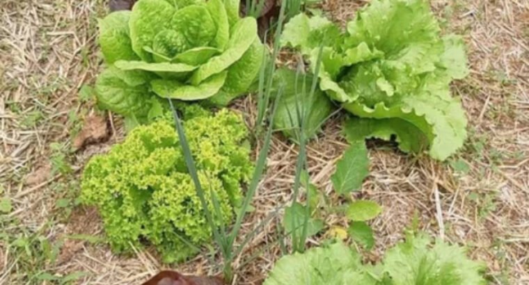 FRUTAS Y VERDURAS EN GRAN CANARIA