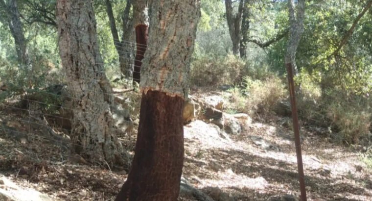 Jimera de Líbar Andalucía